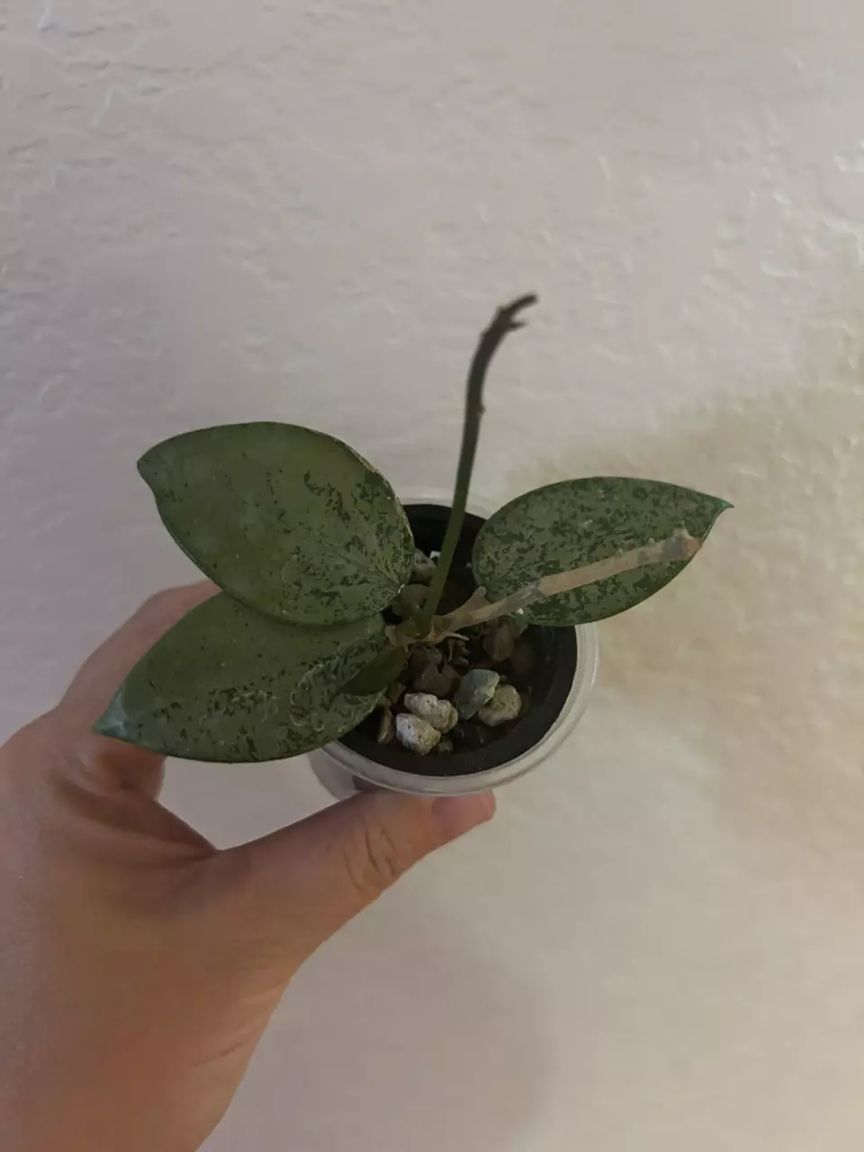 Liberty bundle thumbnail