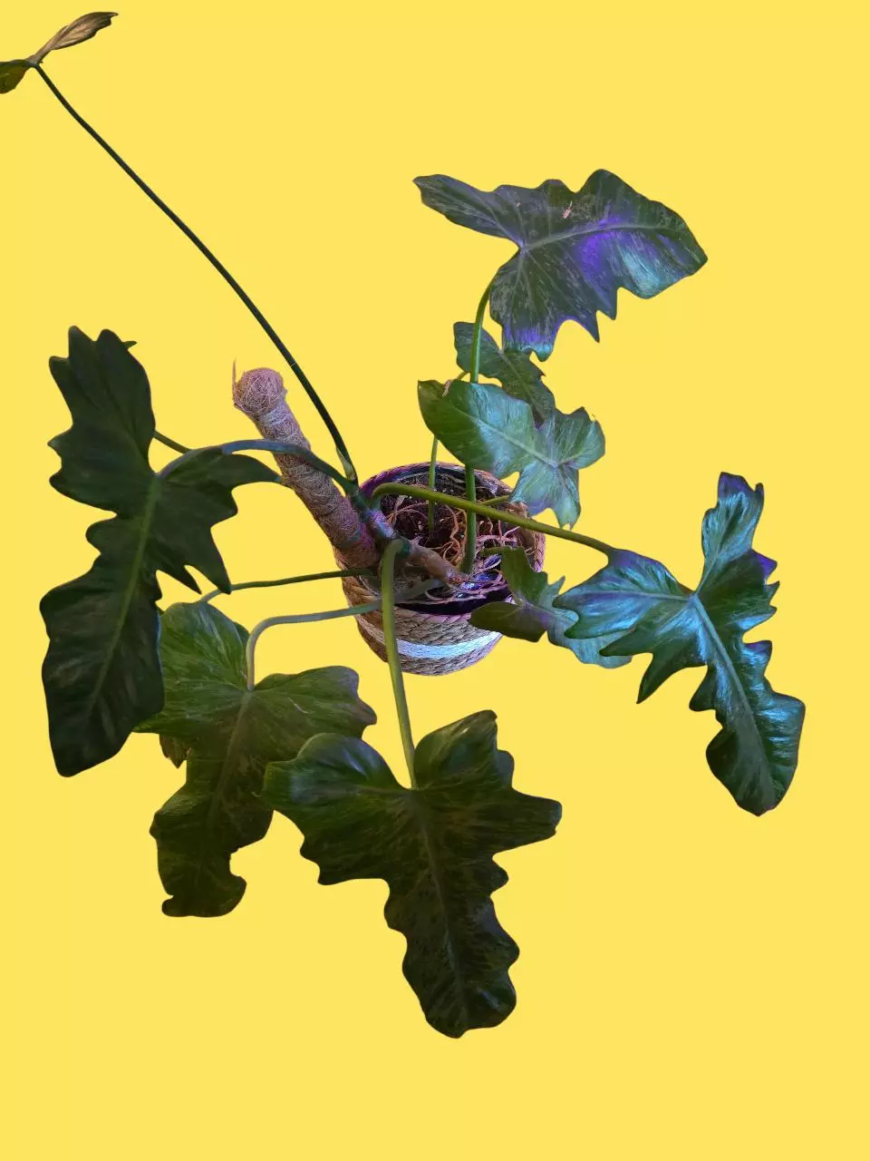 Mottled Green Dragon (Large 6inch pot) thumbnail