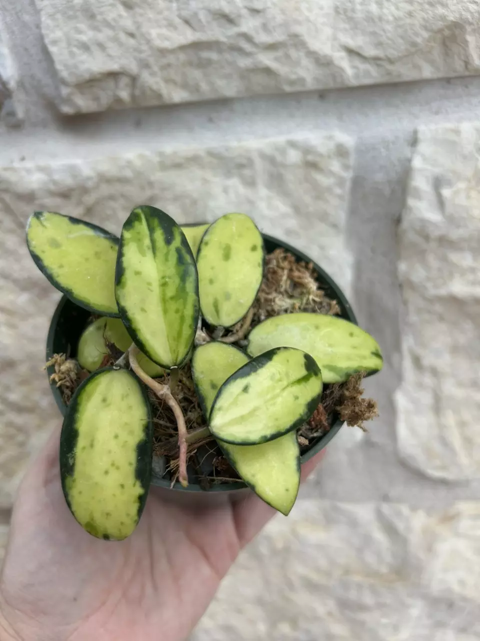 Hoya Acuta Verticillata thumbnail
