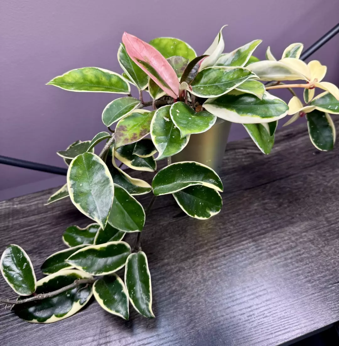 Hoya Krimson Queen thumbnail