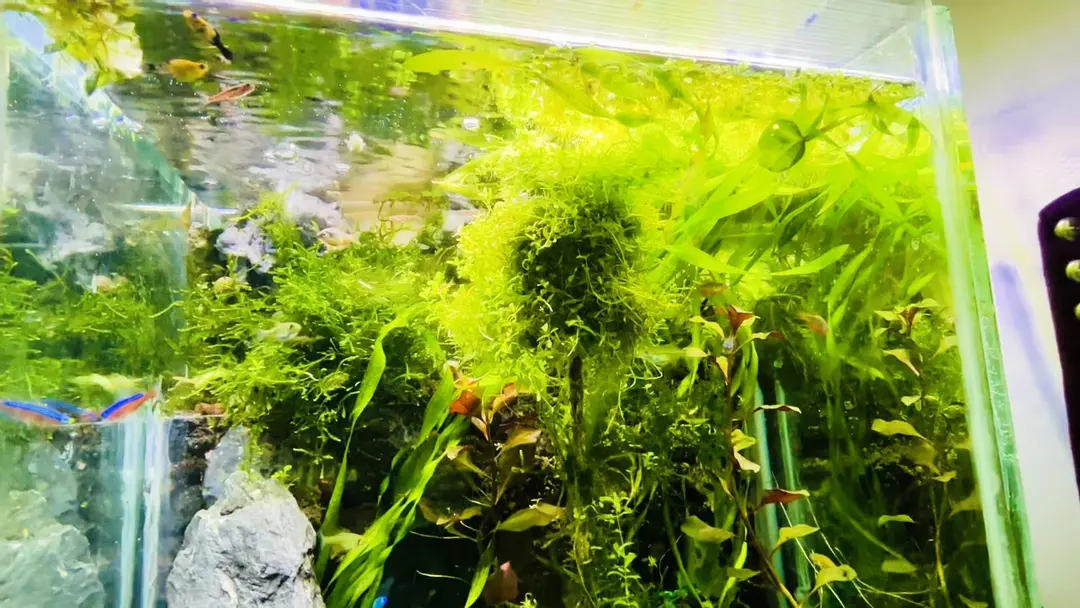 Nano Fish, Plants, Shrimp! thumbnail