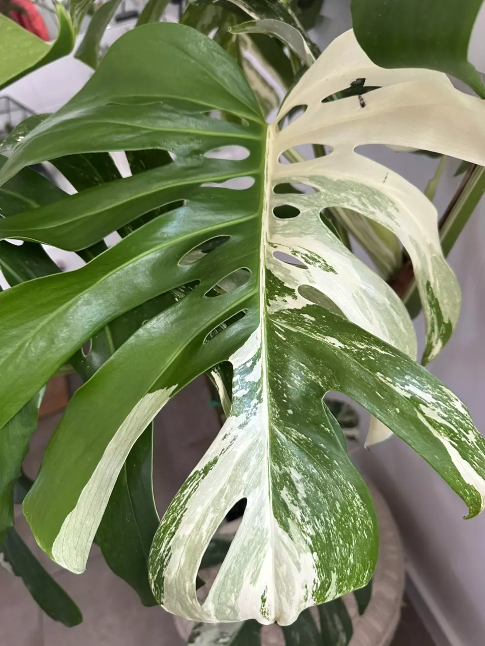 FRUITING Monstera Albo - LARGE - 8” Pot thumbnail