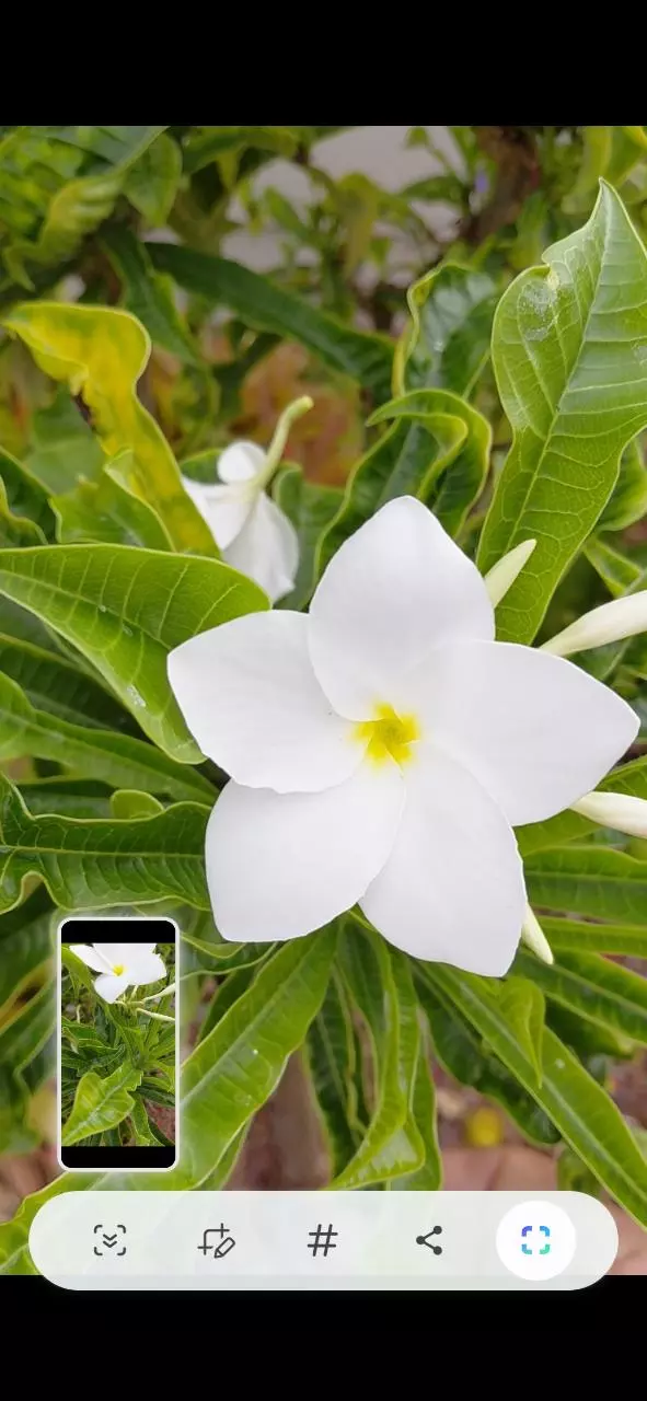 Plumeria Pudica variegata, Snow Bridal Bouquet- Frangipani - CUTTING thumbnail