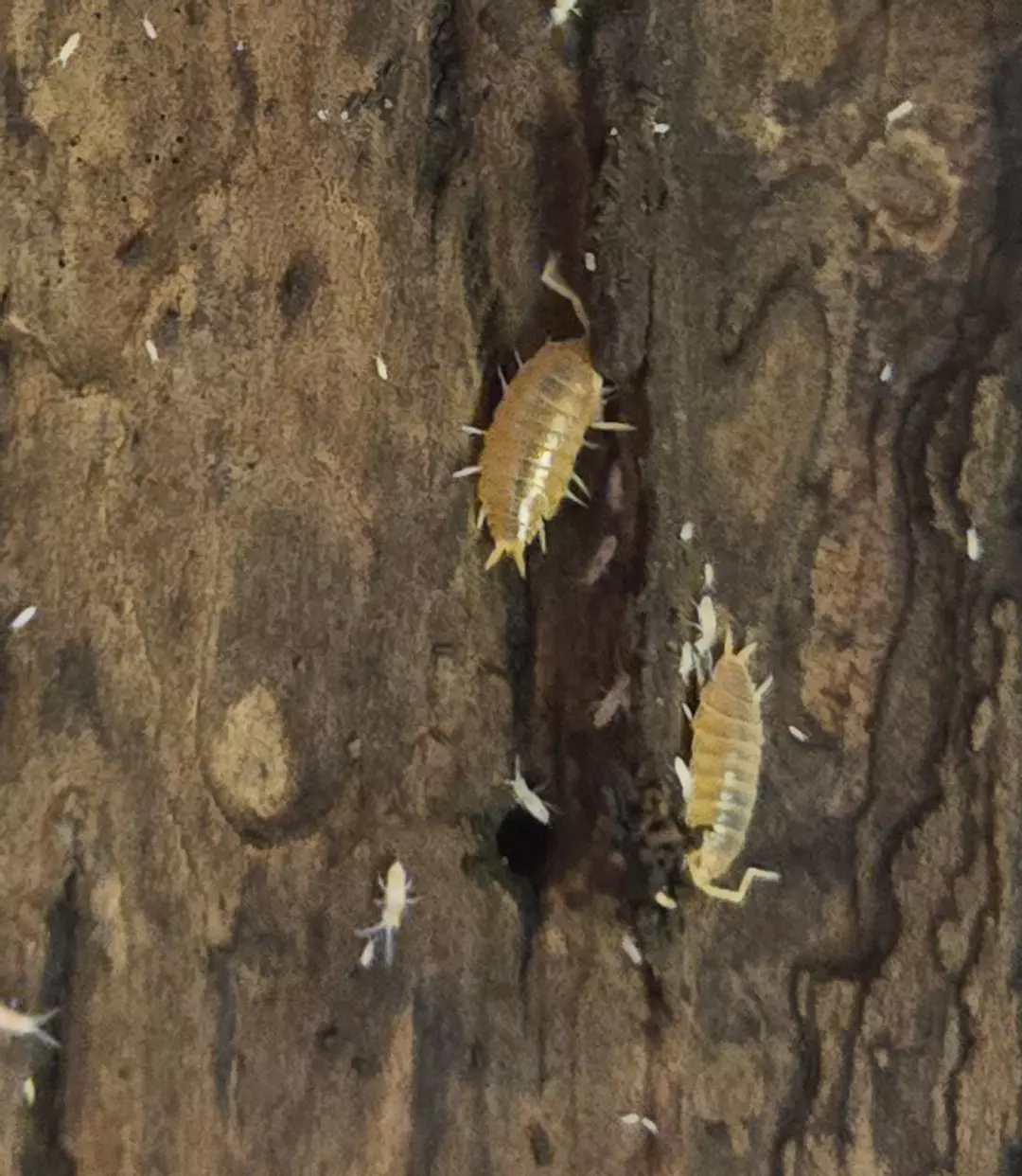 Porcellionides pruinosis powder orange thumbnail