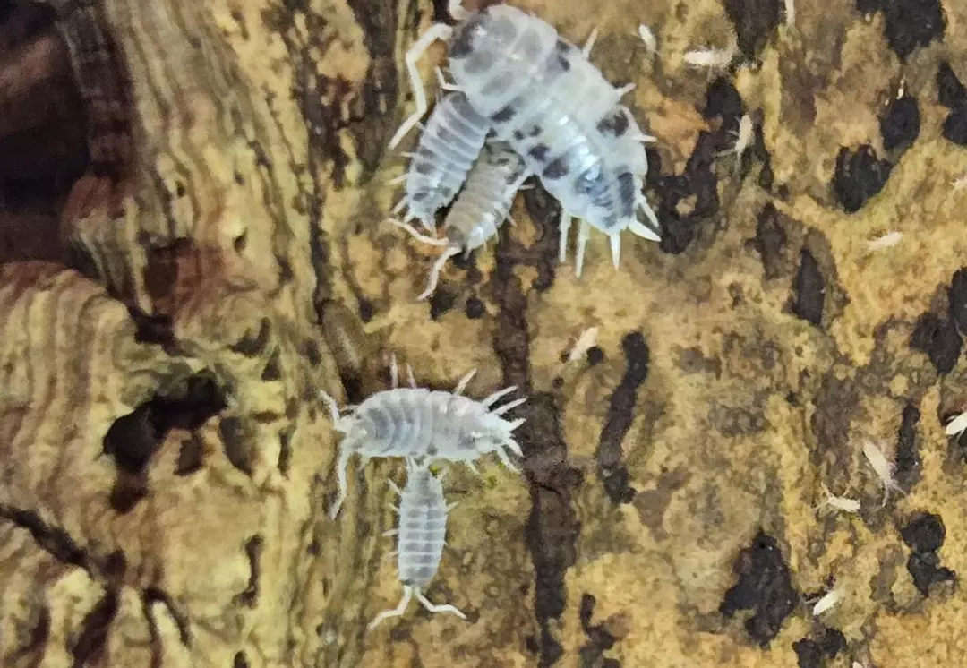 Porcellionides pruinosis oreo crumbles thumbnail