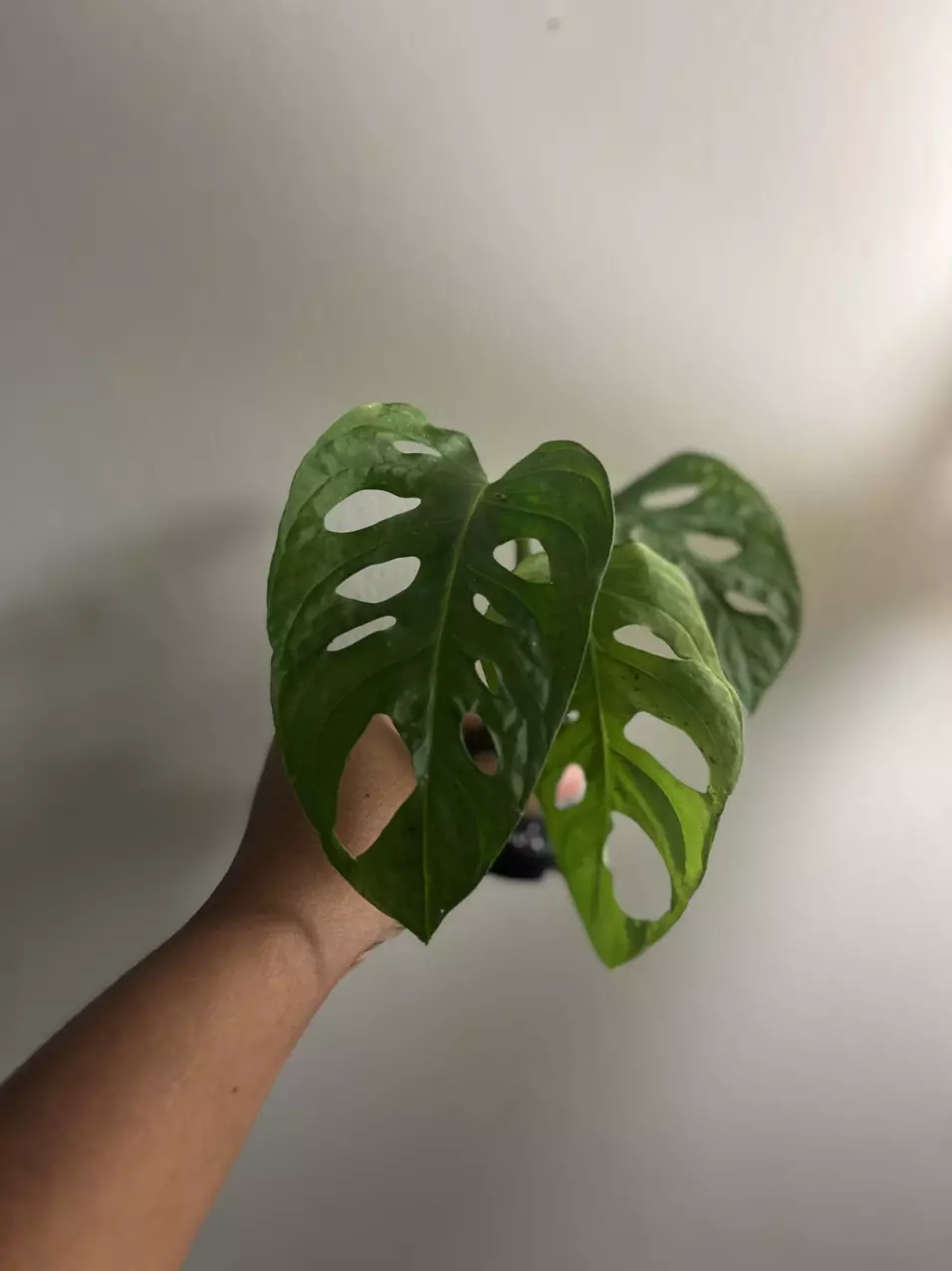 Large Leaf Monstera Adansonii Cutting – Rooting & Ready to Grow thumbnail