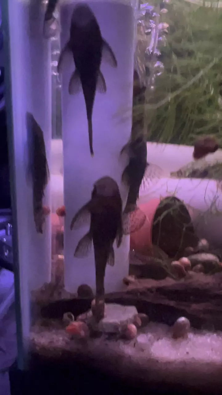 Brown Bristlenose Pleco Pair 1M1F thumbnail