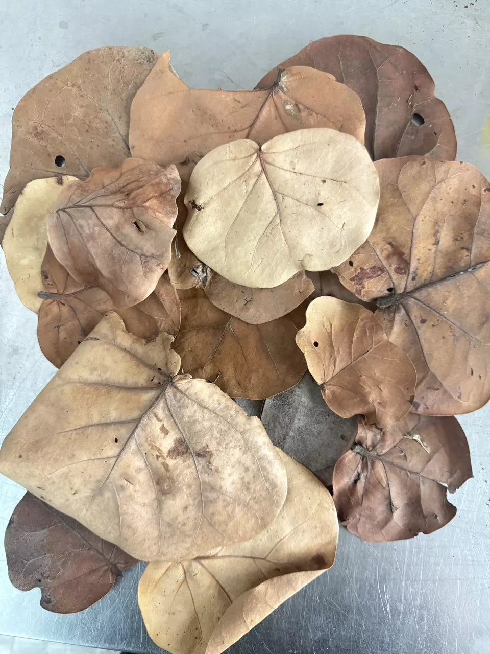 Seagrape leaves (15 pack) thumbnail