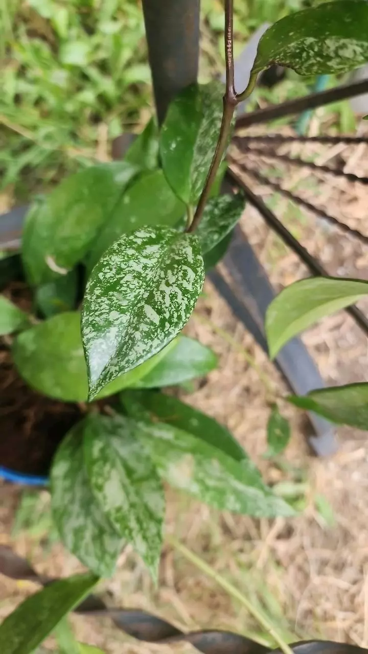 Hoya pubicalyx cutting 4 nodes thumbnail
