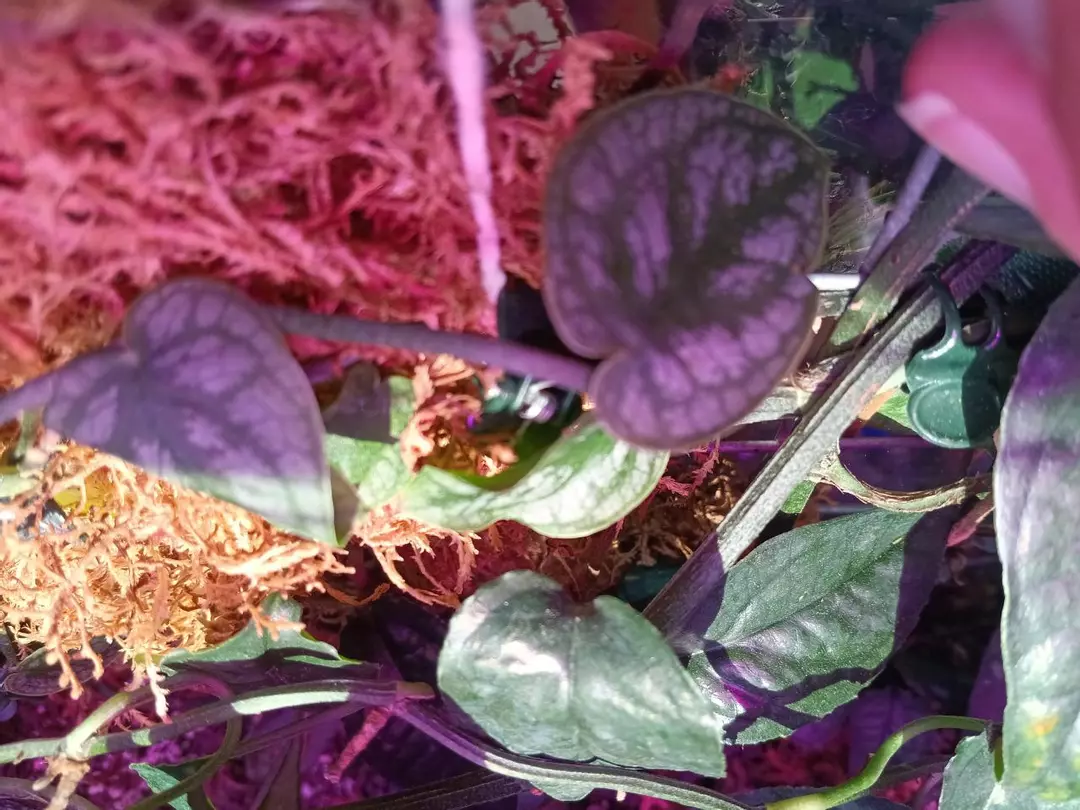 Monstera Dubia Vine Cut thumbnail