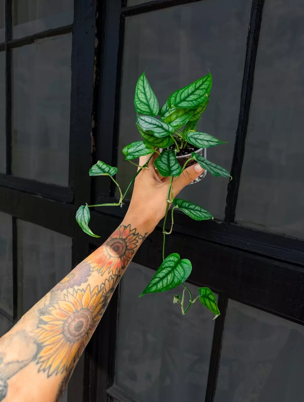 Monstera Siltepecana thumbnail