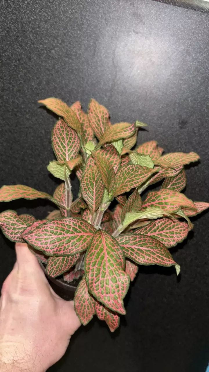 Fittonia (Red Nerve Plant) thumbnail