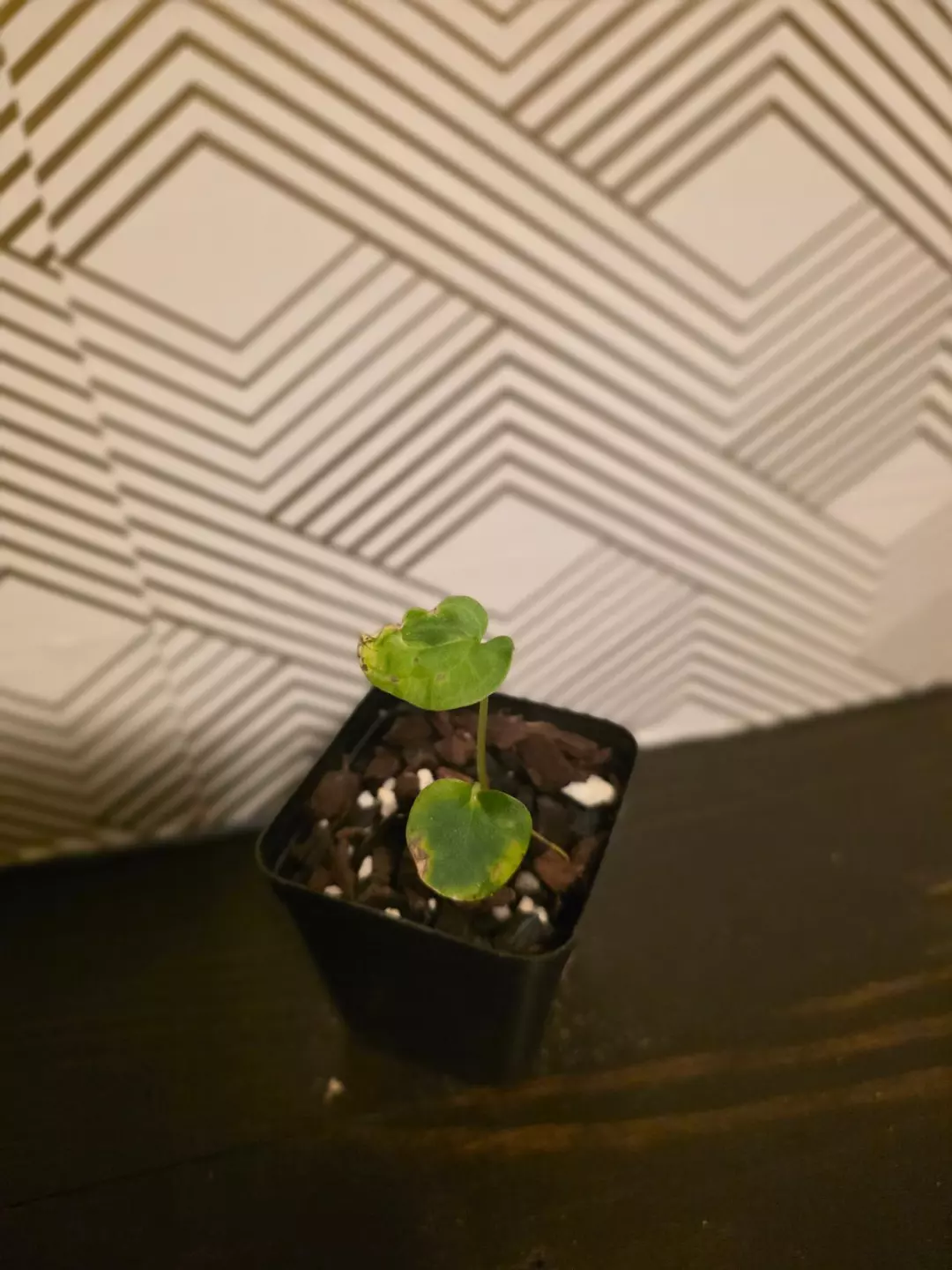 Anthurium seedling Scott pap x RA pap thumbnail