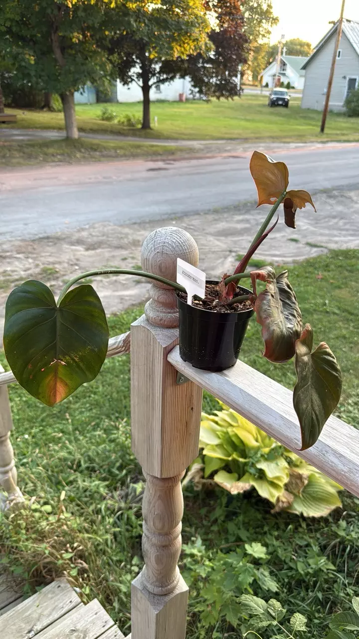 Philodendron Summer Glory thumbnail