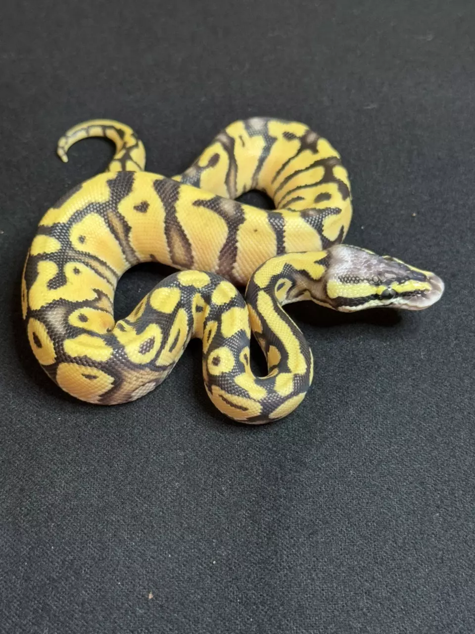 (F) Pastel Enchi Desert Ghost thumbnail