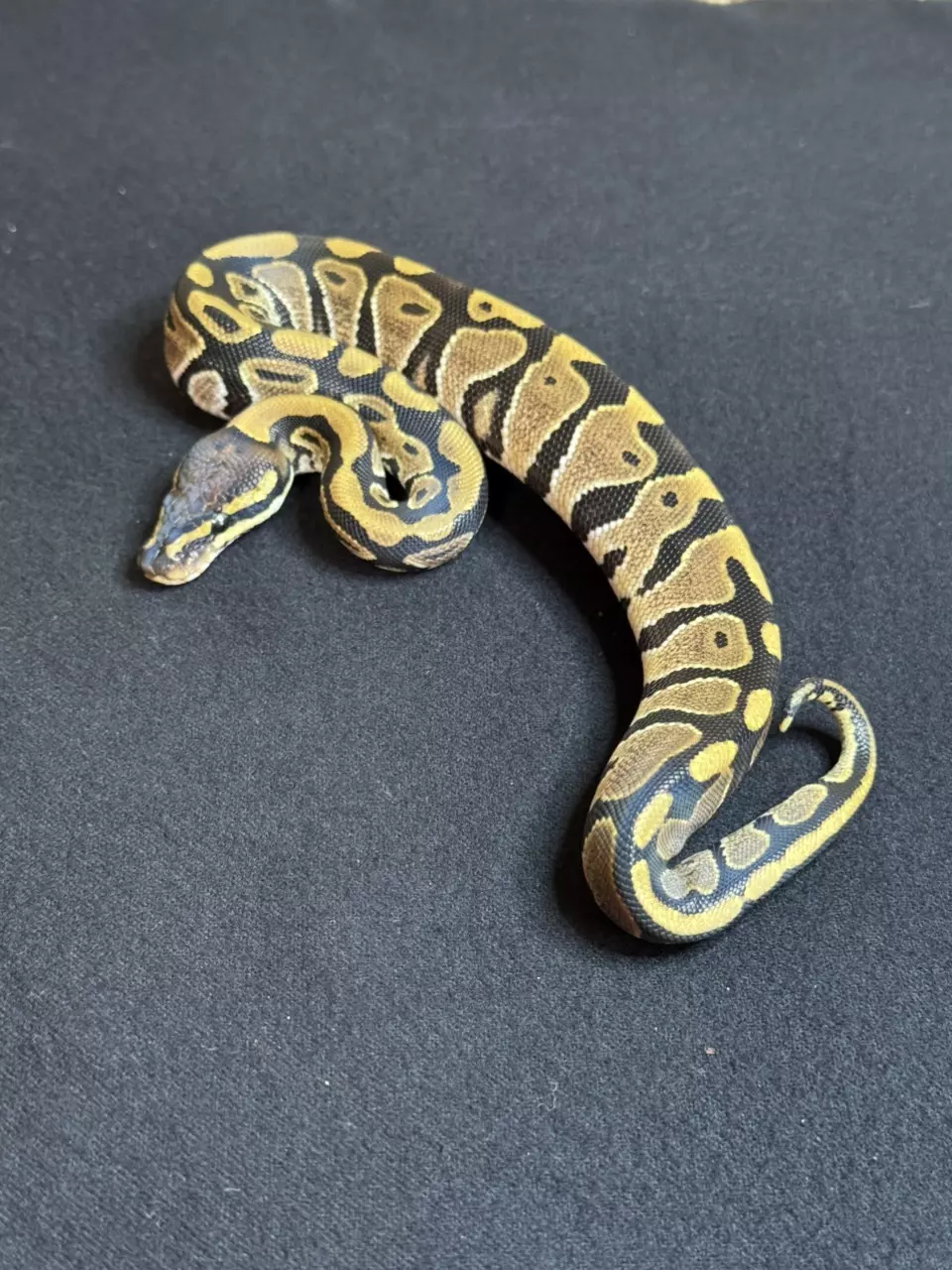 (F) Normal Het Desert Ghost thumbnail