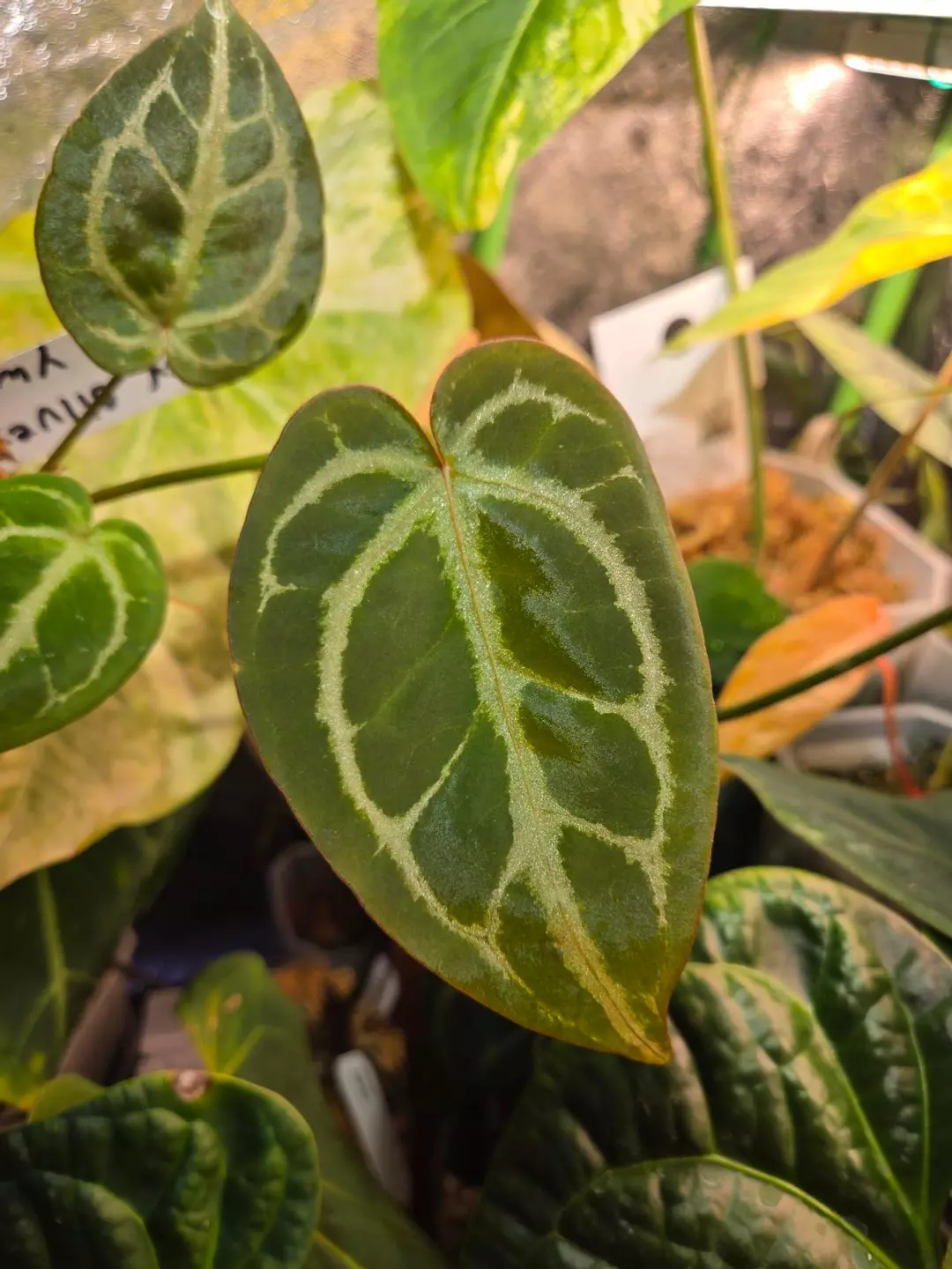 Anthurium Super Silver x "Purple yurple" thumbnail