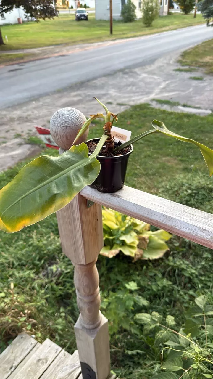 Philodendron Moonlight thumbnail