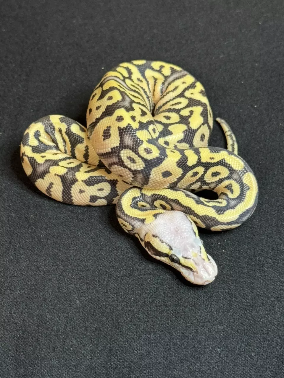 (F) Super Pastel Desert Ghost thumbnail