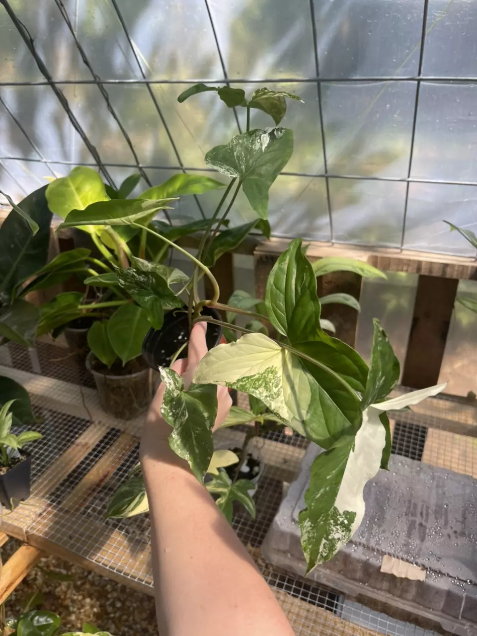 Syngonium Albo thumbnail