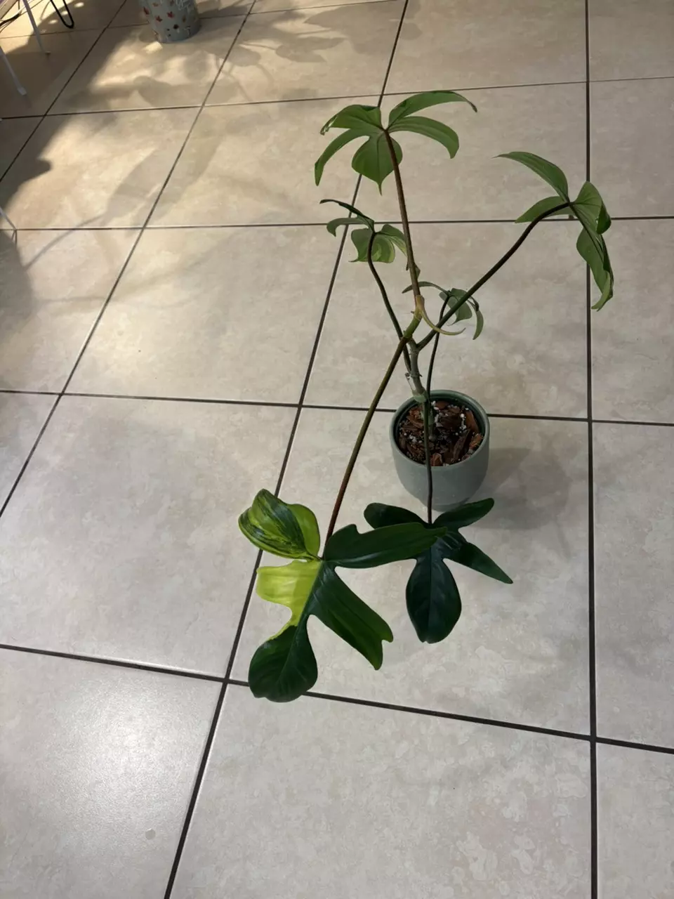 Philodendron “Florida beauty” thumbnail