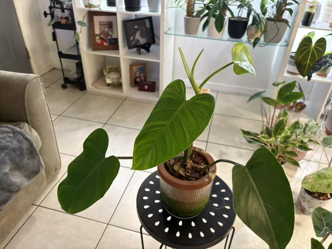 Philodendron “green emerald” thumbnail