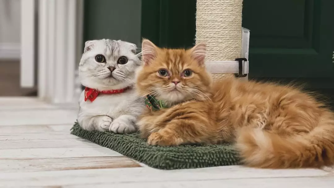 Next day shipping upgrade *Quote* thumbnail