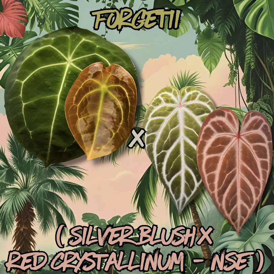 Anthurium Seedling - Forgetii x ( Silver Blush x Red Crystallinum - NSE ) thumbnail