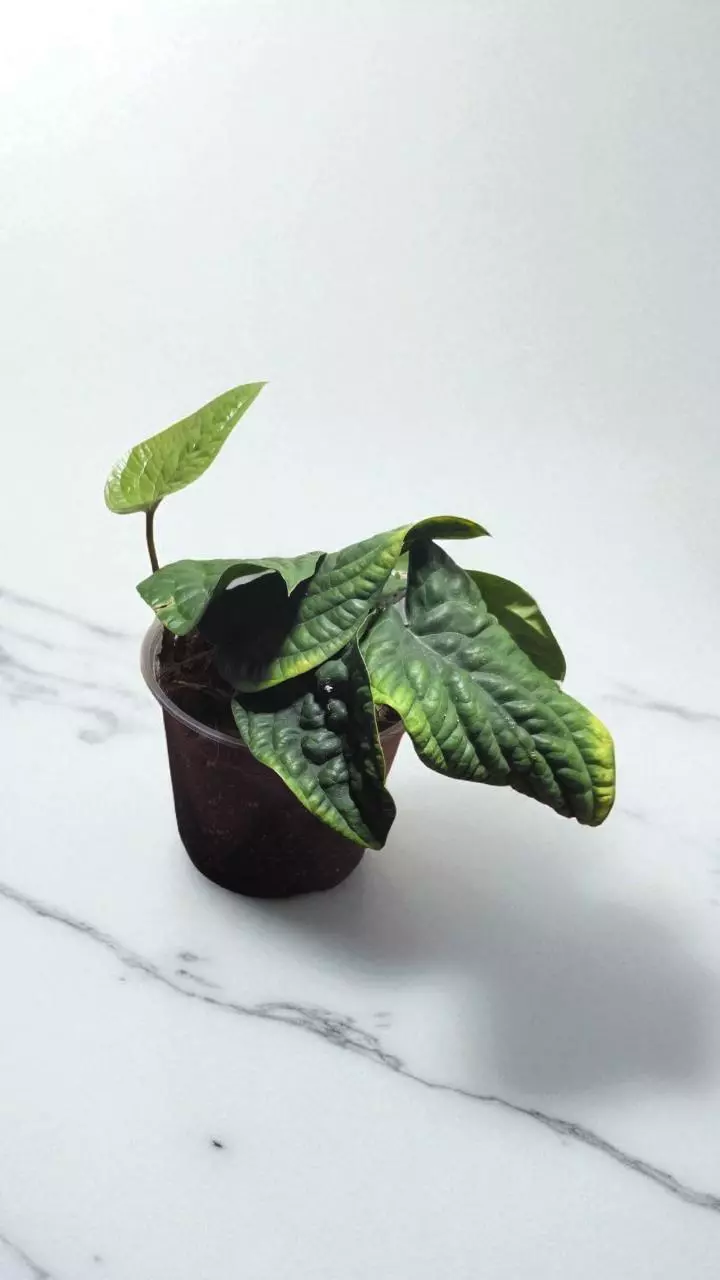 6" Anthurium Luxurian x Radicans thumbnail