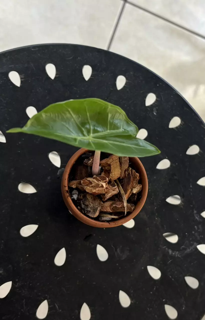 Alocasia “Ivory Coast” thumbnail