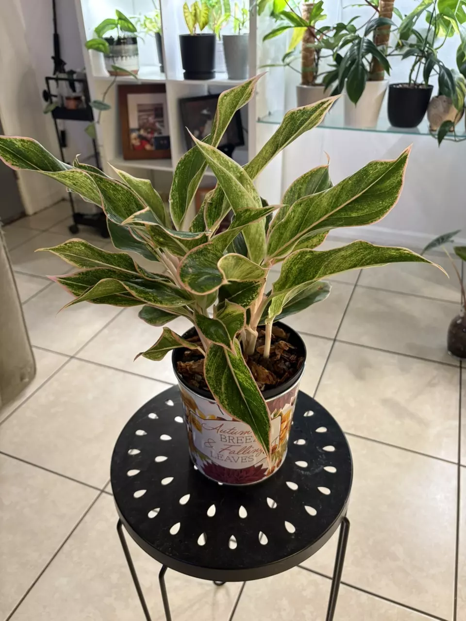 Aglaonema “Chinese evergreen” thumbnail