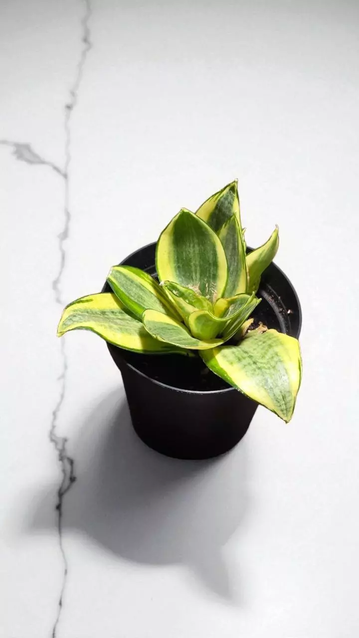 4" Sansevieria Laurentii thumbnail