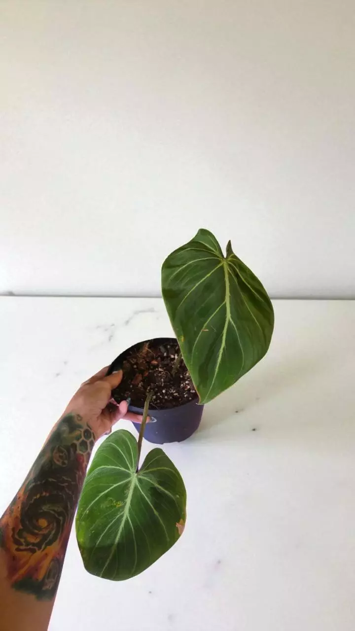 4" Gloriosum thumbnail