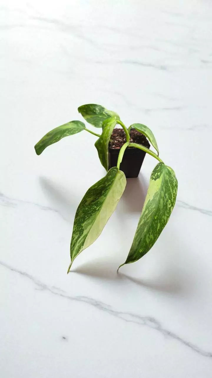 3" Jose Buono Fiesta thumbnail