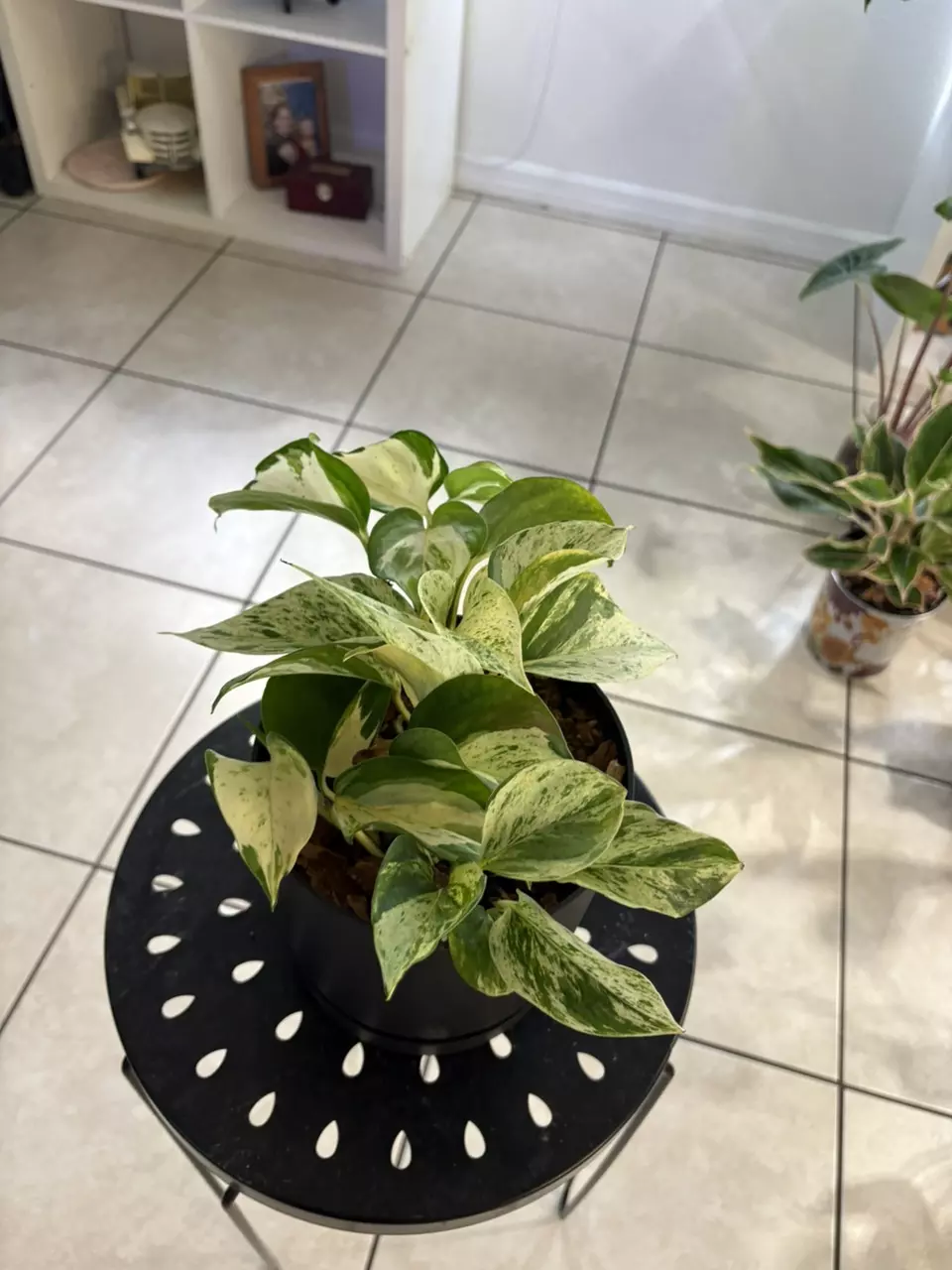 Epiprenum “snow queen and manjula” thumbnail