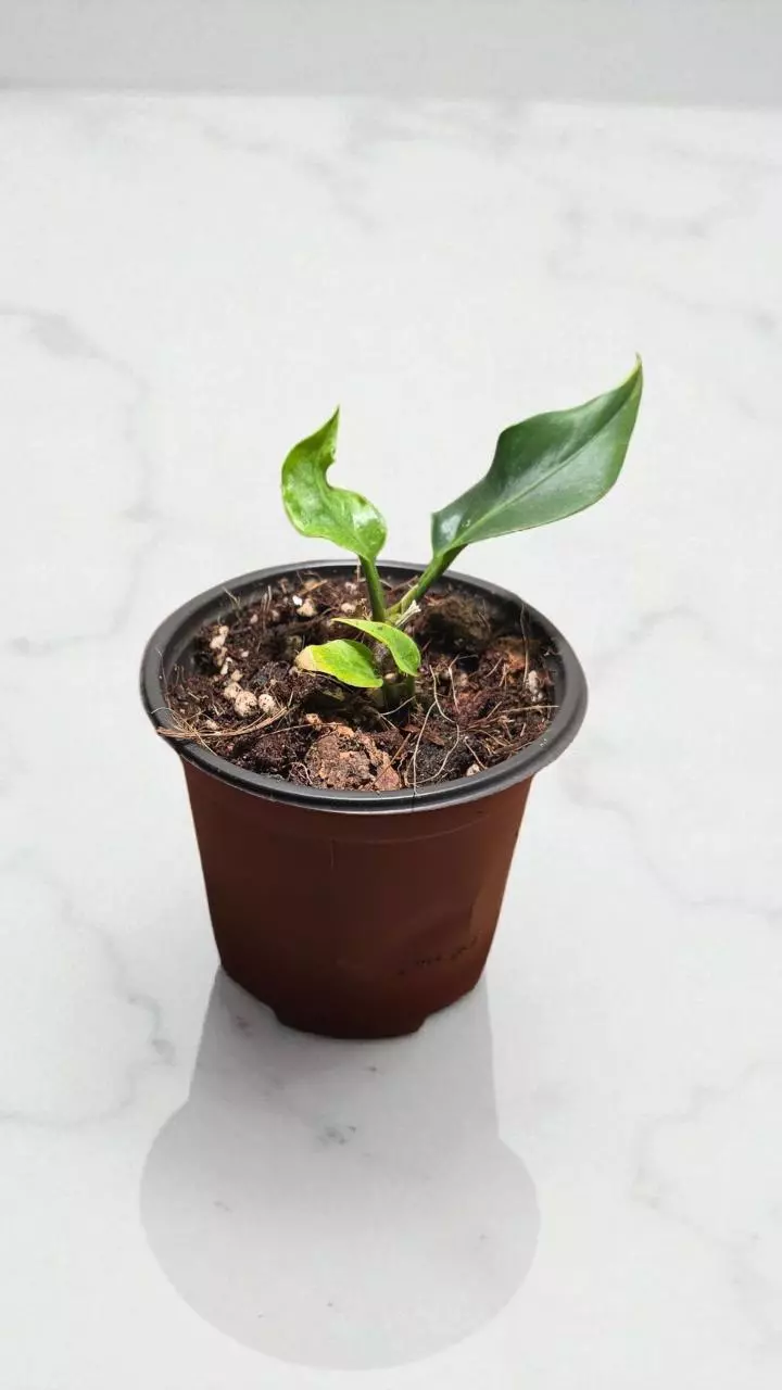 3" Anthurium Plowmanii thumbnail