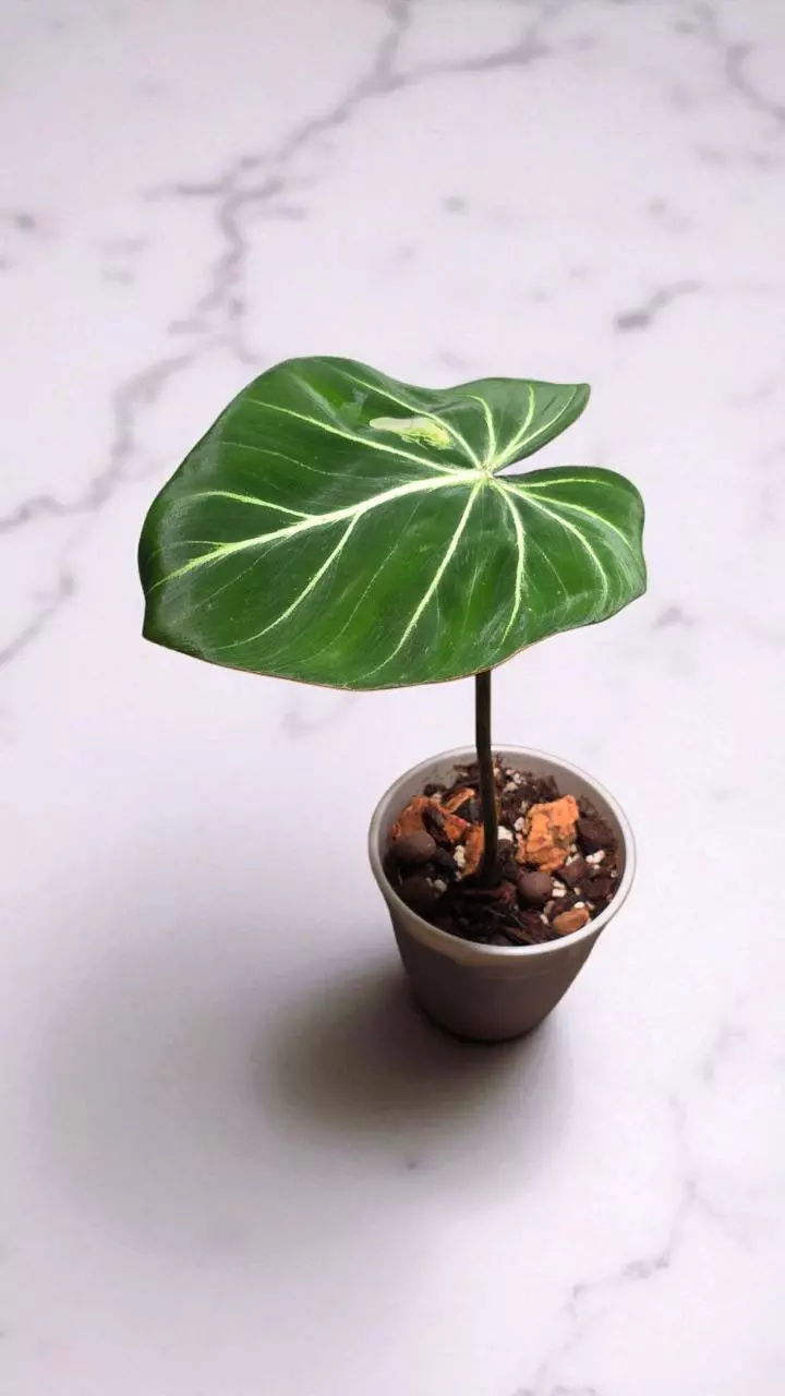 2" Gloriosum thumbnail