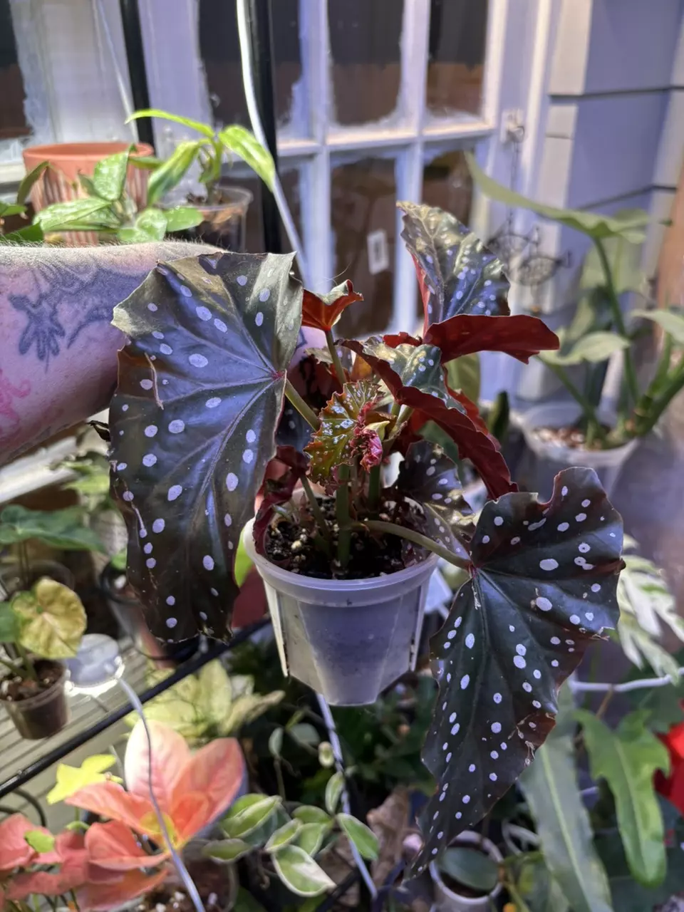 Dappled Morning Begonia thumbnail