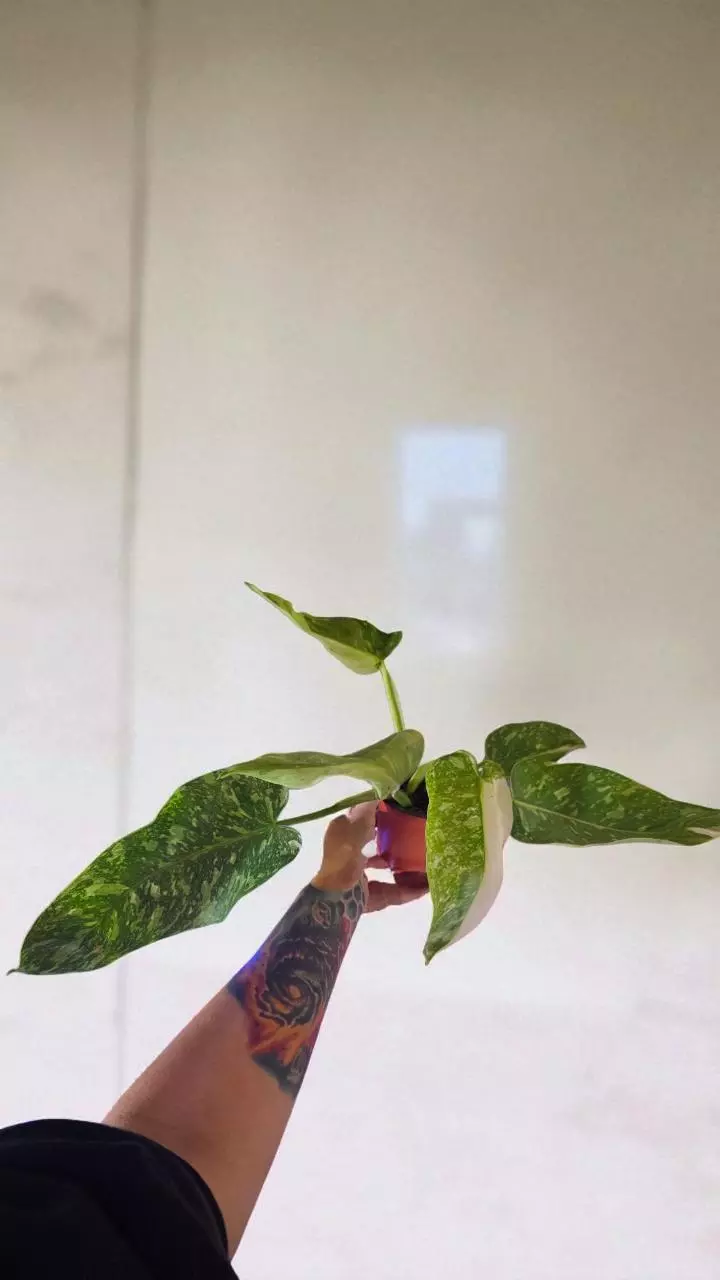 4" Jose Buono Fiesta thumbnail