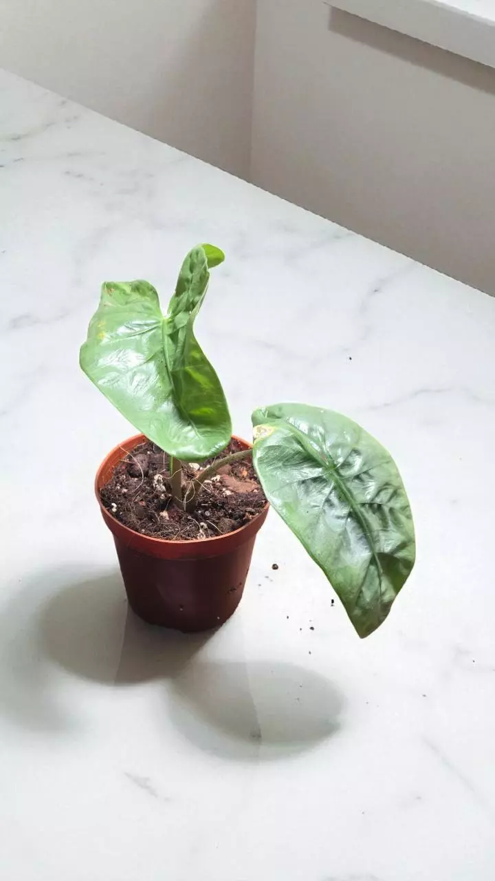 3" Alocasia Corazon thumbnail