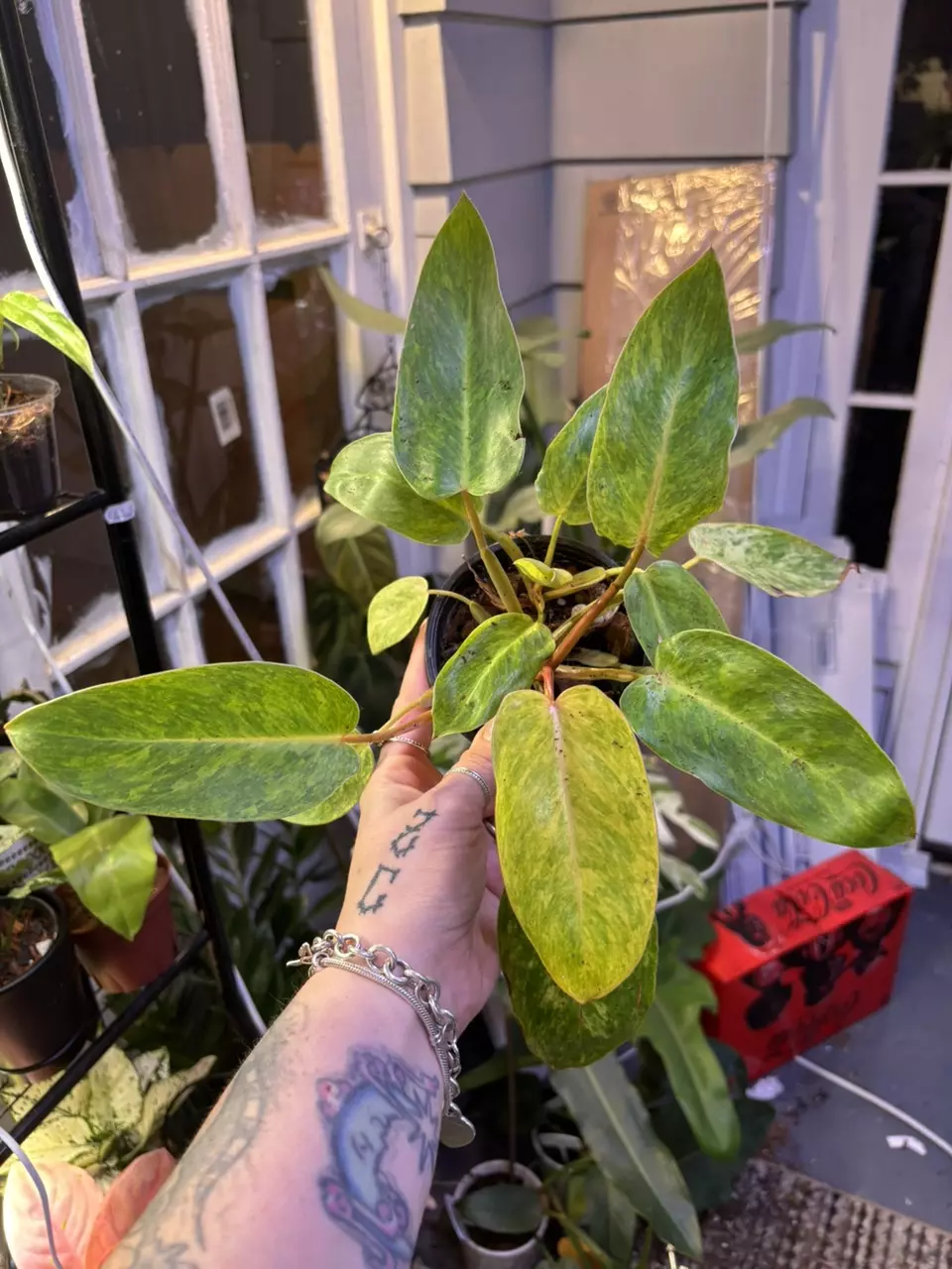 Painted Lady Philodendron thumbnail