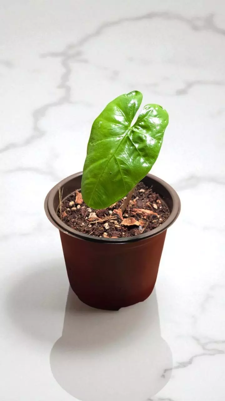 2" Alocasia Corazon thumbnail