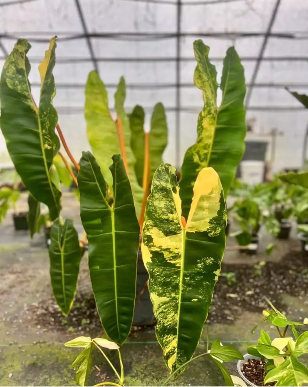 Philodendron Billietiae Variegated ( Philo Var Billie) *Healthy & Pest Free* thumbnail