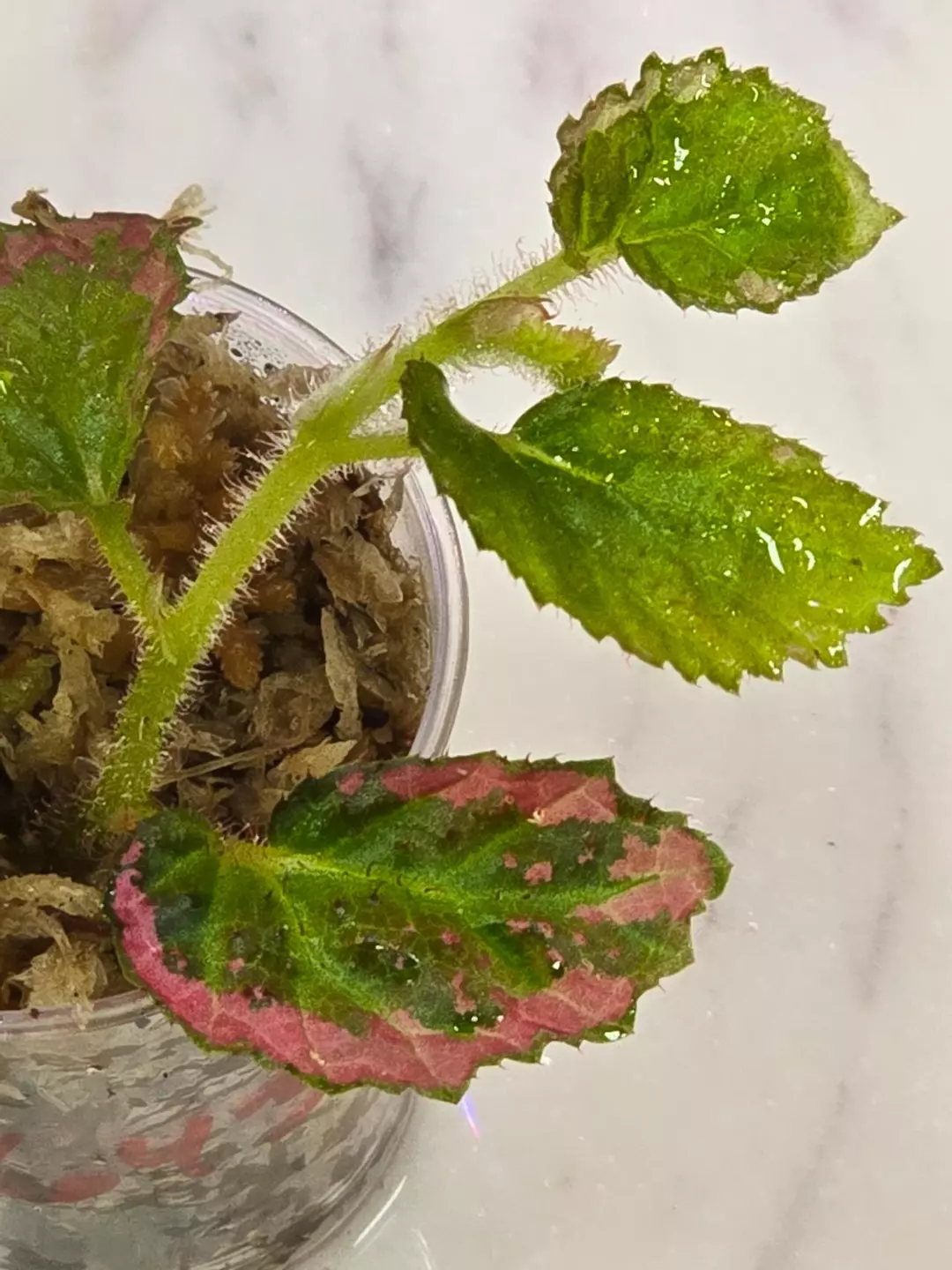 Begonia U012 Fulvovillosa thumbnail