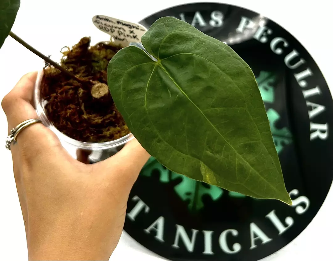 Anthurium Magnificum x RVDP Pink Variegated thumbnail