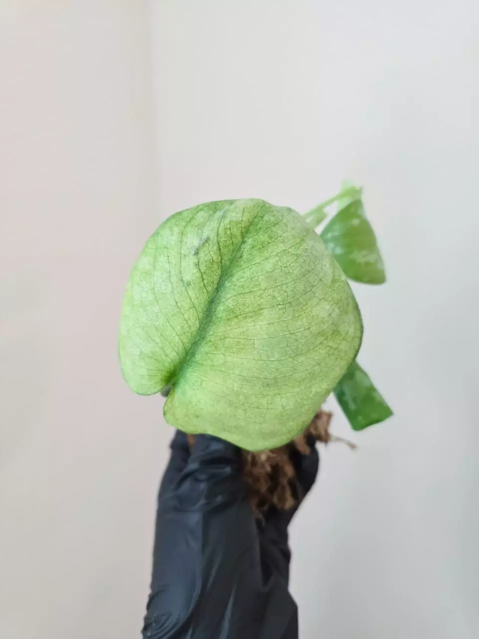 Scindapsus golden crown thumbnail