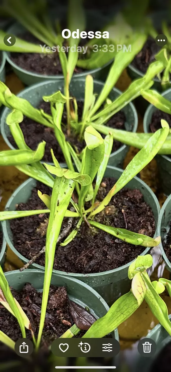 Sarracenia Maroon aka Tubular Pitcher Plants thumbnail