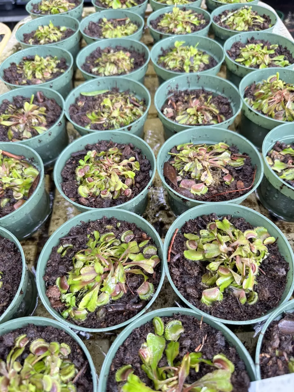 Dionaea Muscipula ‘Red Piranha’ aka Red Venus Fly Trap thumbnail