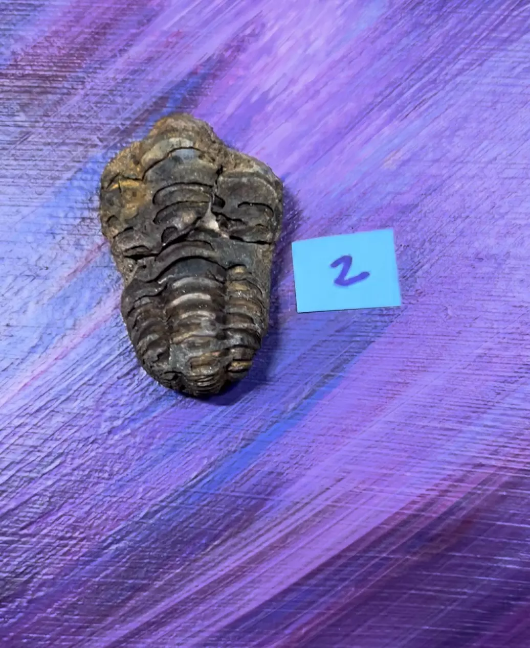 Trilobite Fossil 2 thumbnail