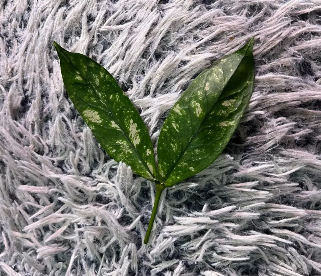 Hoya Lobbi Silver - fresh top cutting thumbnail